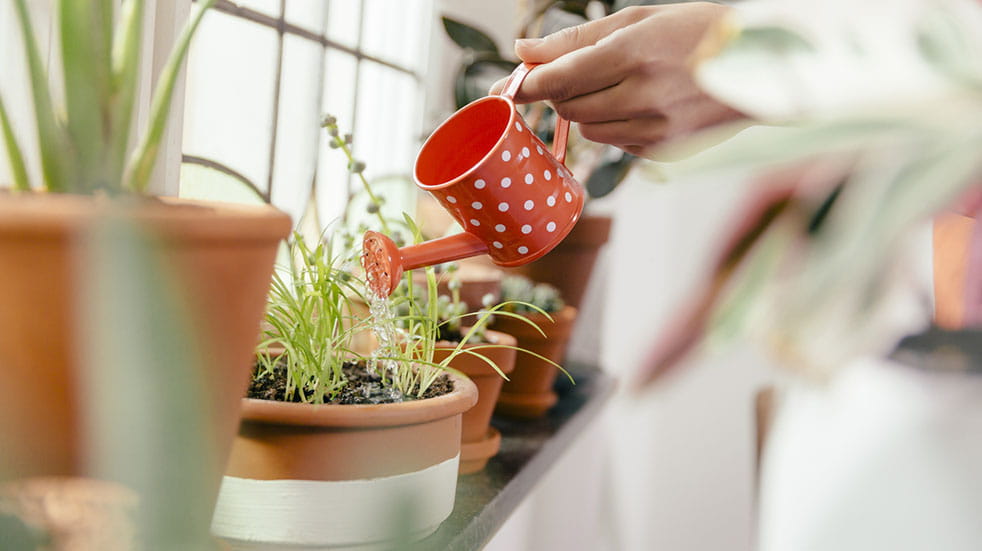 Get your garden ready for spring; houseplants